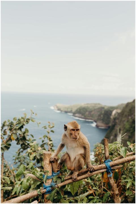 A monkey perched on a fence with a scenic view of
