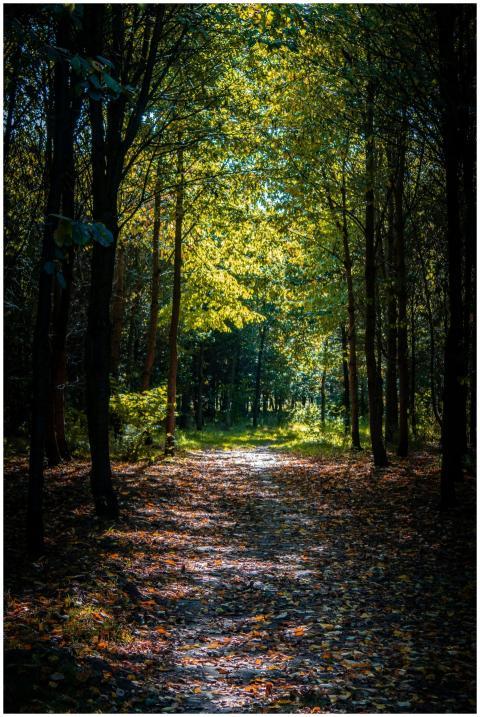 Tranquil forest path with lush trees and sunlit le