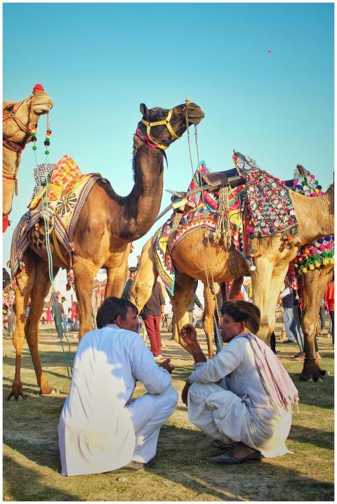 Vibrant market scene with adorned camels and local