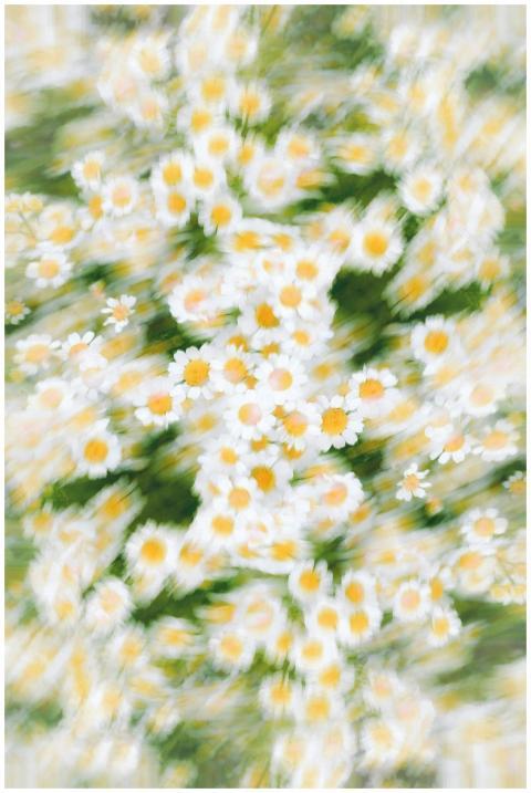 Artistic motion blur captures a field of white dai