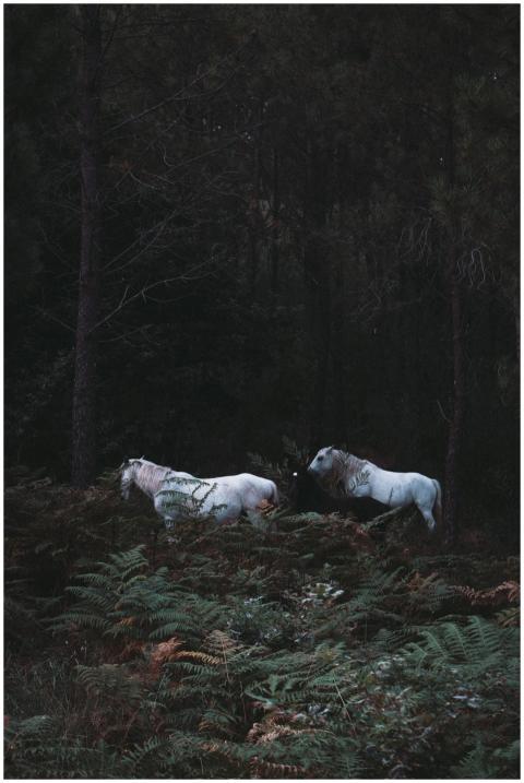 A serene image of white horses standing quietly in