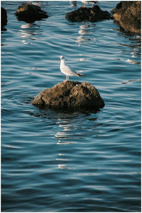 Seagull Rock Tranquil Waters