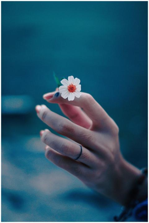 Close-up of a hand gently holding a small white fl