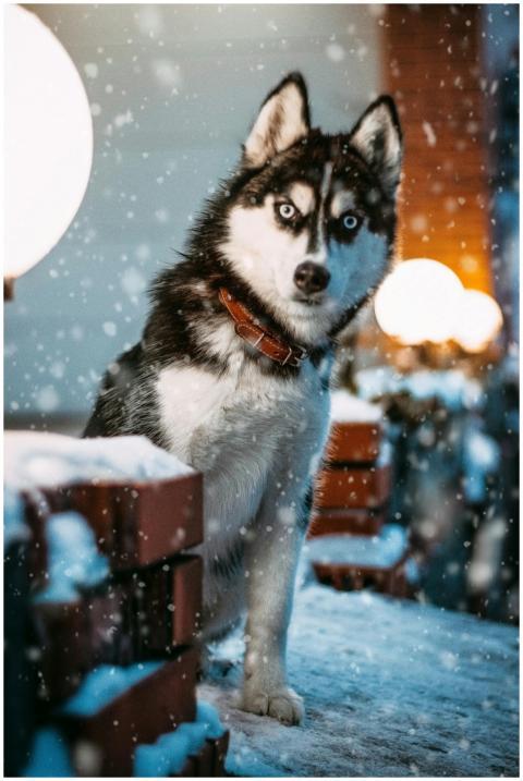 Charming Siberian Husky sitting in a snowy outdoor