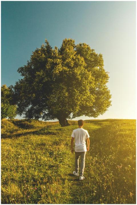 Man walking towards tree under sunny sky in Cluj-N