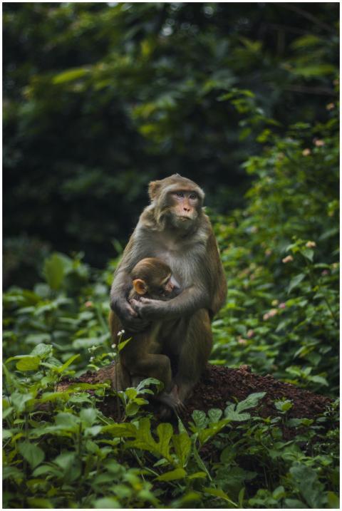 A rhesus macaque holding its baby in the lush gree