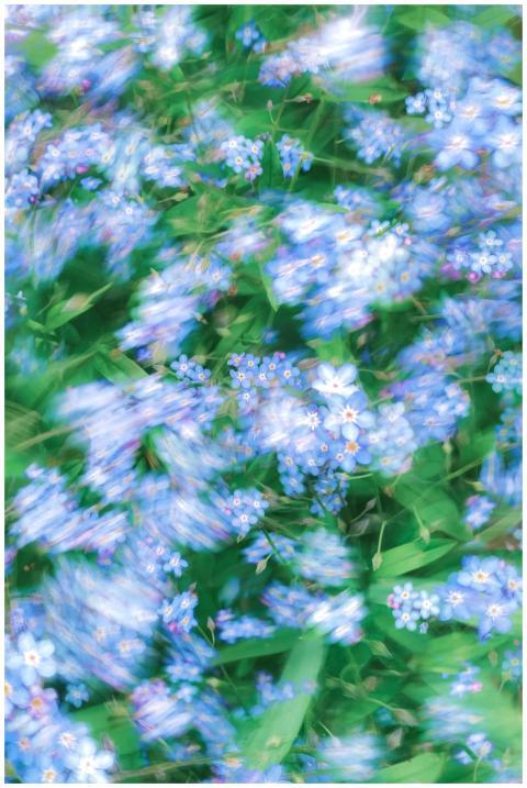Artistic blur of blue forget-me-nots creates a dre