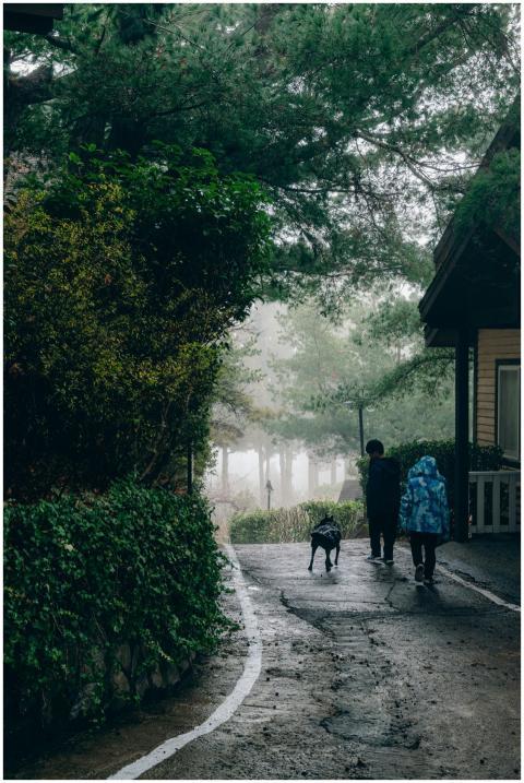 A serene foggy walk through the lush forest trails