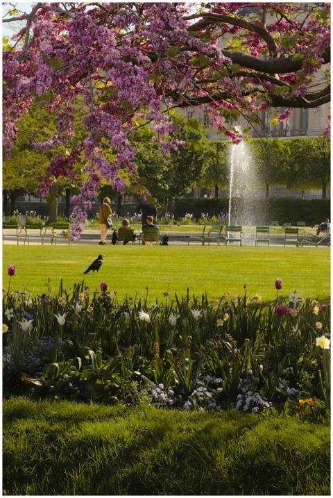 Experience the stunning spring bloom in a Paris pa