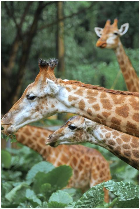 A serene portrait of giraffes feeding among lush g