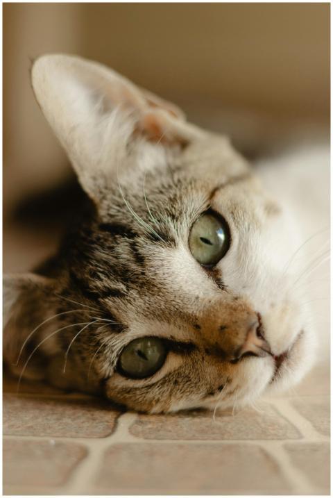 Cozy tabby cat lying on the floor with focus on it
