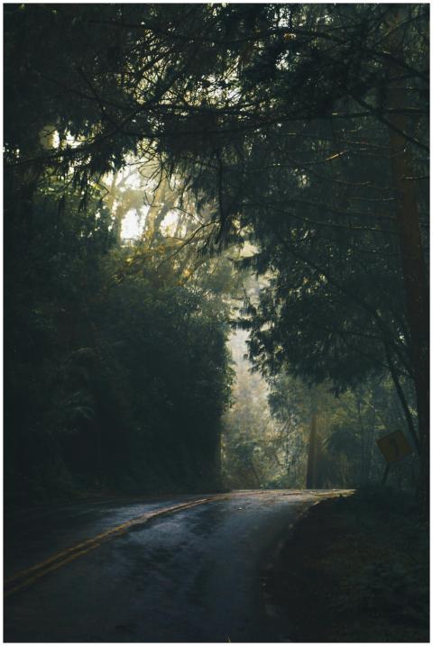 Serene and mystical forest road enveloped in mist