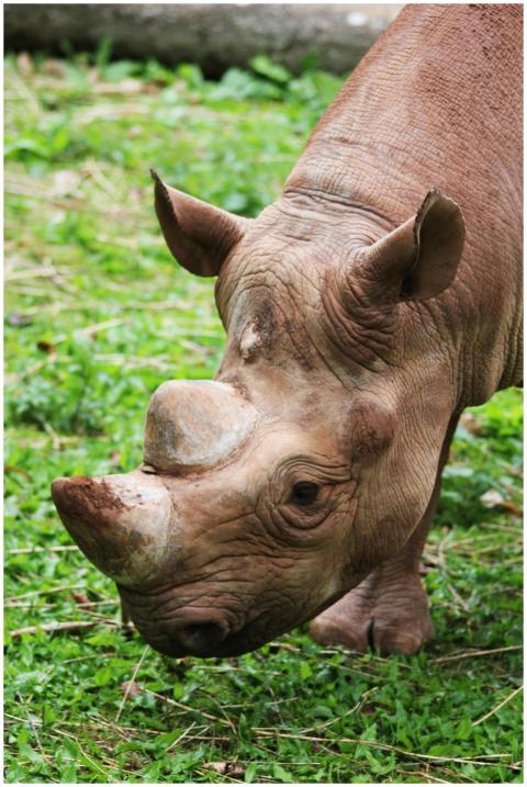 Detailed close-up photo of a rhinoceros grazing, p