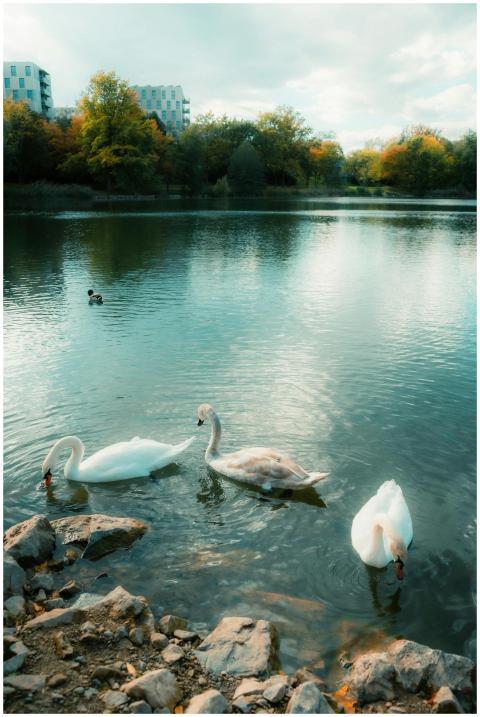 Free stock photo of geese