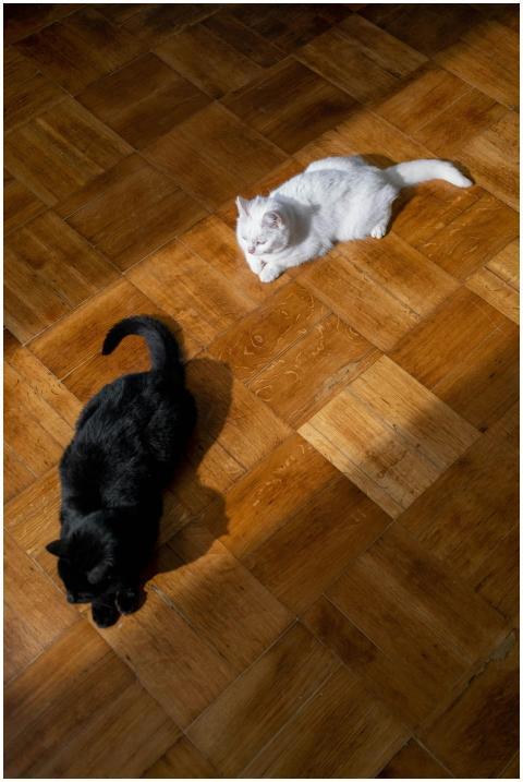 Black and white cats lounging in sunlight on a woo