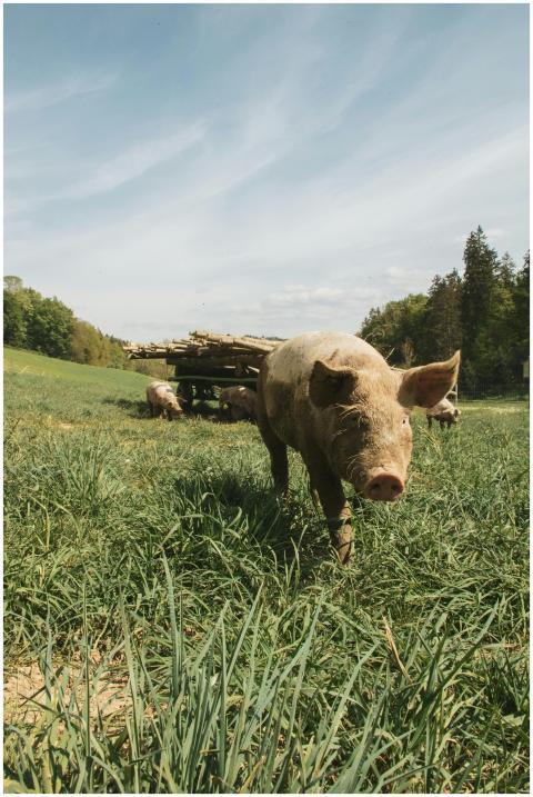 A pig wandering freely on a lush green pasture in