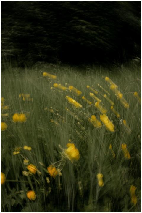 A blurred view of vibrant yellow wildflowers swayi
