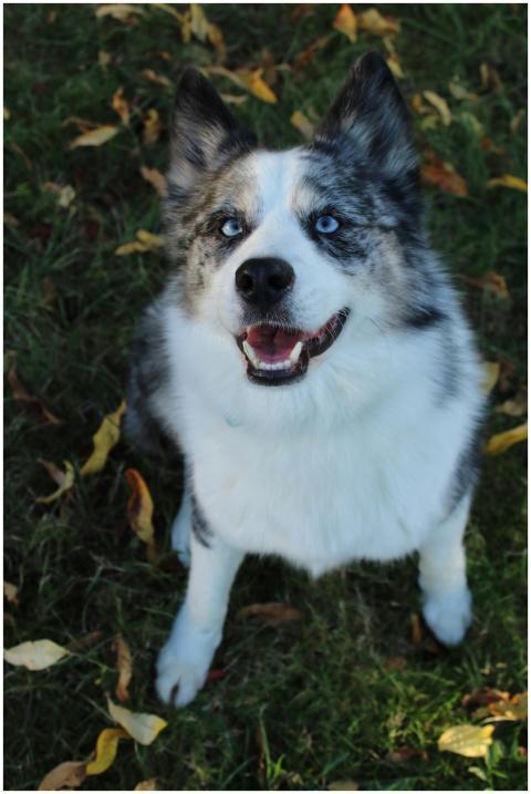Adorable merle dog with blue eyes sitting on autum