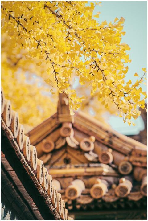 Yellow gingko leaves contrast with a traditional w