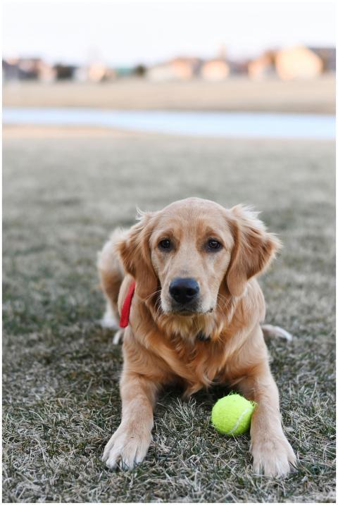 Adorable golden retriever dog lounging with a tenn