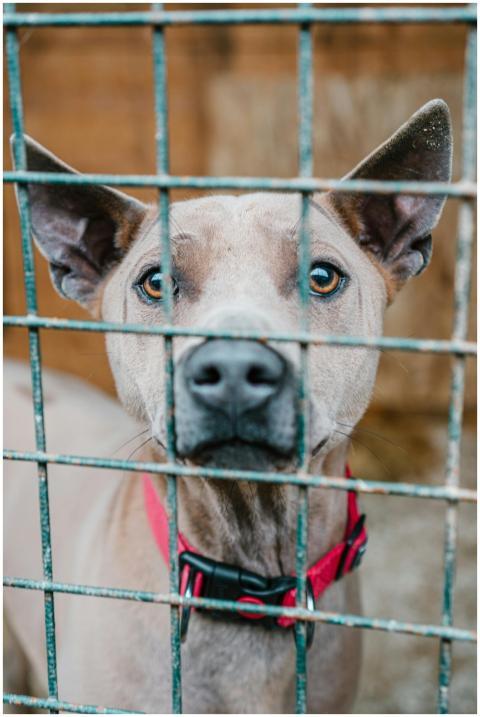 Close-up of a pit bull wearing a red collar, looki