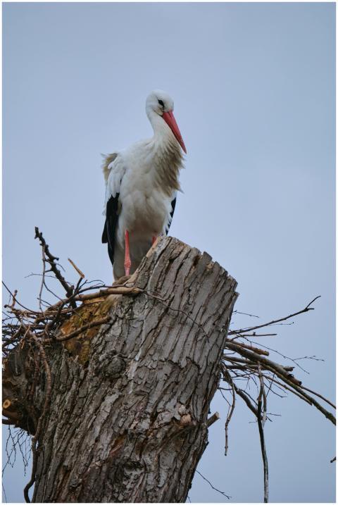 A graceful stork stands atop a tree trunk, showcas