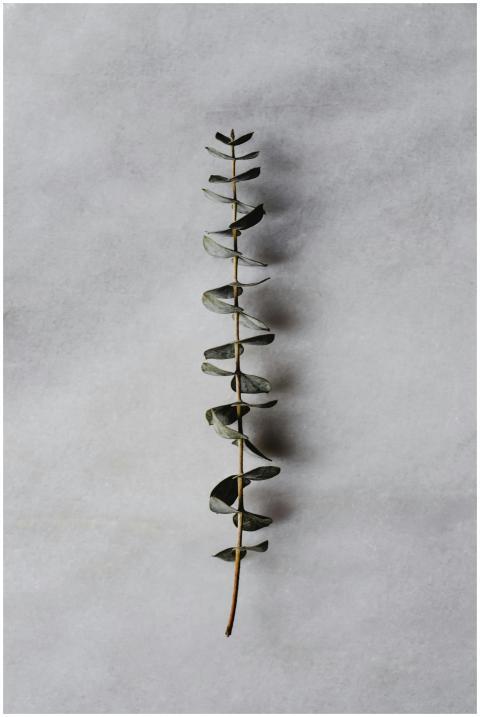 A vertical shot of a eucalyptus branch on a textur