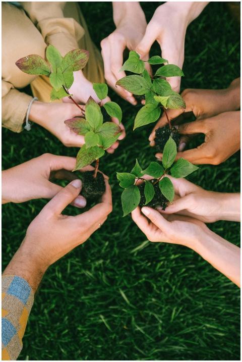 Group of diverse people planting tree saplings tog