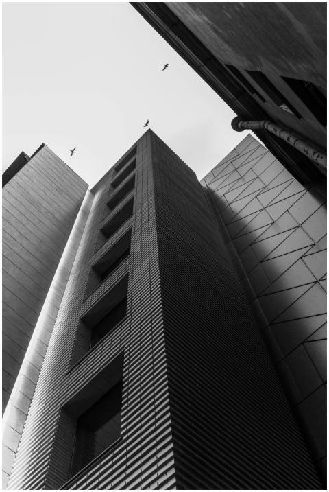 Low-angle black and white view of modern high-rise