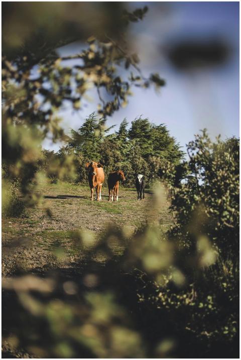 Cattle graze peacefully in a rural setting amidst