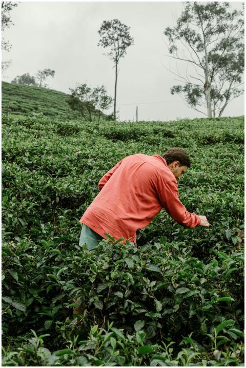 A man picking tea leaves in a vibrant Sri Lankan p