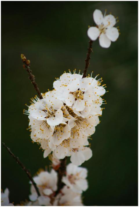 A detailed shot of white cherry blossoms in full b