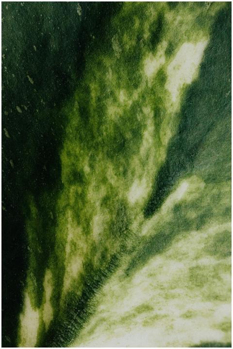 Detailed macro shot showcasing the variegated text