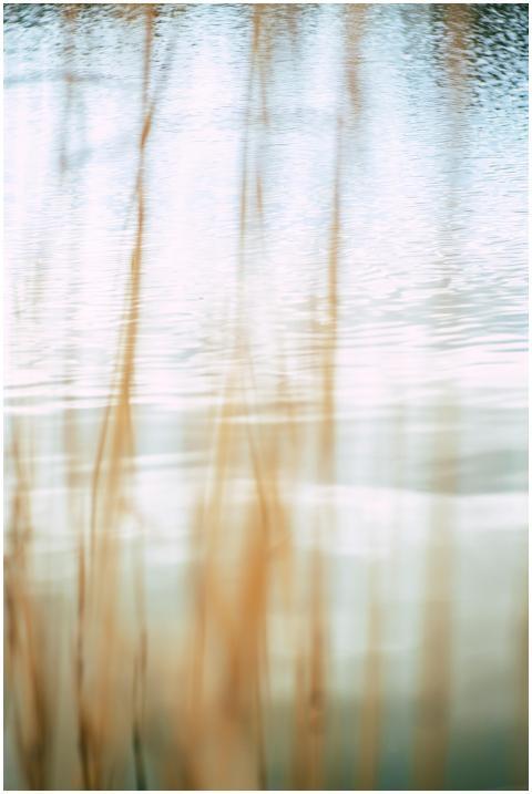 A calming waterscape featuring blurred reeds again