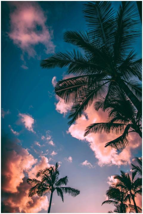 Stunning tropical scene with palm trees silhouette