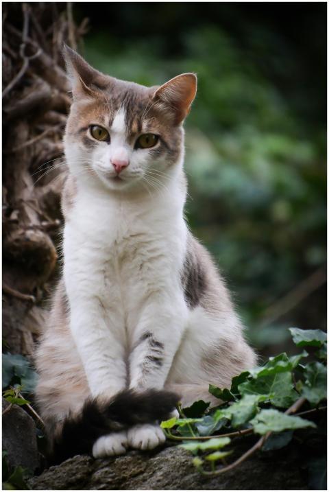 A beautiful cat sitting among lush ivy in a garden