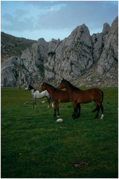 Horses graze in Algerian grasslands against a back