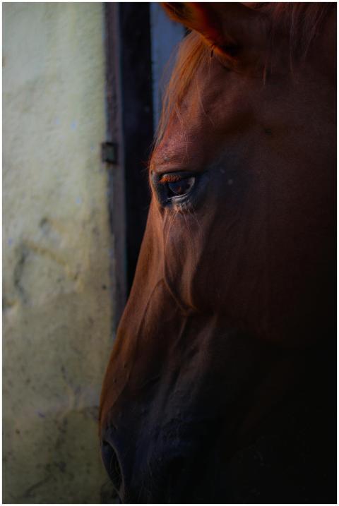 Portrait of a horse captured in soft lighting with
