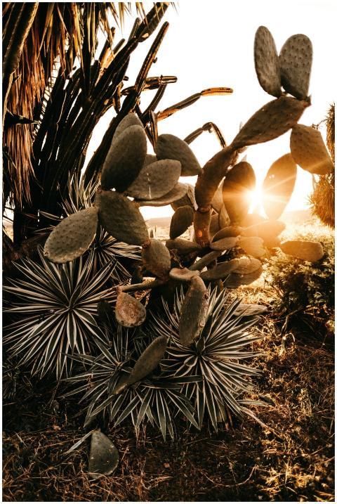 Close-up of sunlit cacti in an arid, outdoor setti