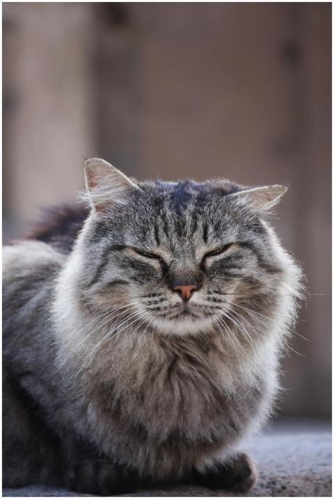 Close-up portrait of a long-haired cat lounging ou
