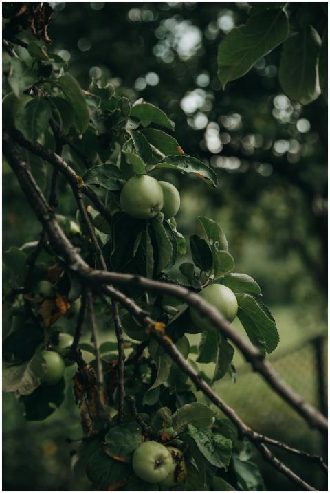 Close-up of fresh green apples hanging on tree bra
