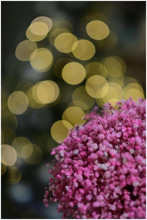 Bokeh Lights Pink Floral