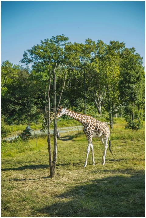 Wild giraffe eating green tree leaves while grazin