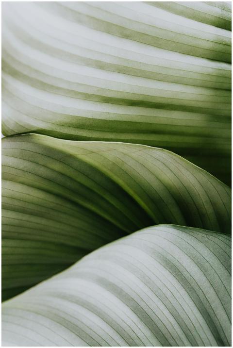Detailed macro shot of green leafy textures, ideal