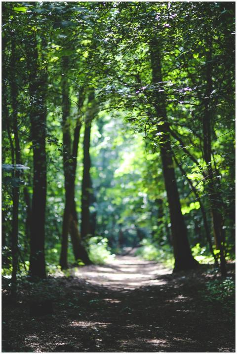 Peaceful forest path surrounded by lush greenery,