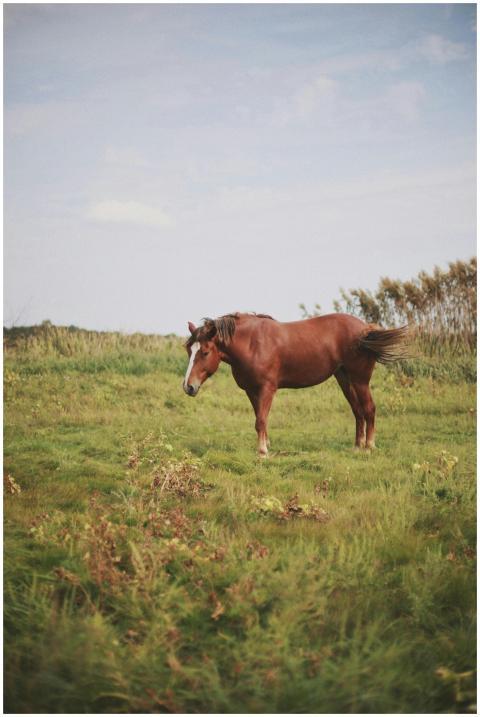 A lone brown horse standing in a green field under