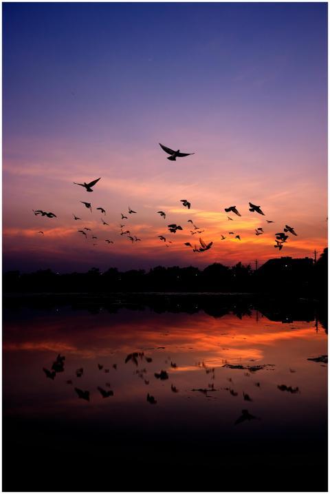 Silhouettes of birds flying over a serene lake at