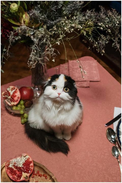 Charming Scottish Fold kitten sitting on a table w
