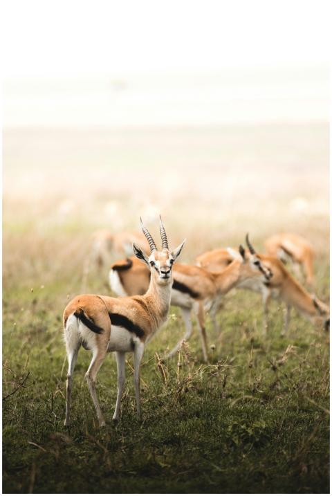 Beautiful Thomson's gazelles grazing in the Sereng