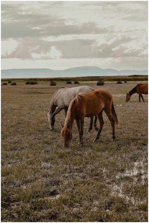A serene scene of horses grazing in a wide pasture